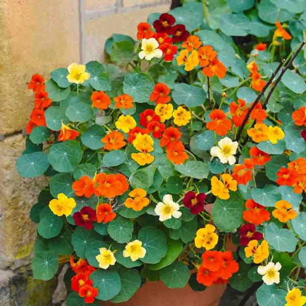 Fleurs - Capucine Naine Variée - BIO - face recto